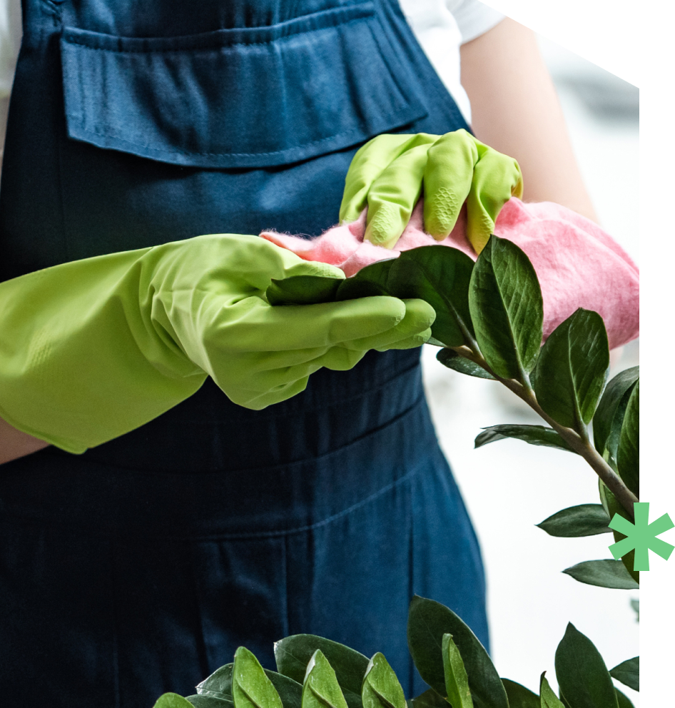 Commercial cleaner in Washington DC, Virginia, and Maryland wearing green gloves and using a pink microfiber cloth to wipe leaves from a plant